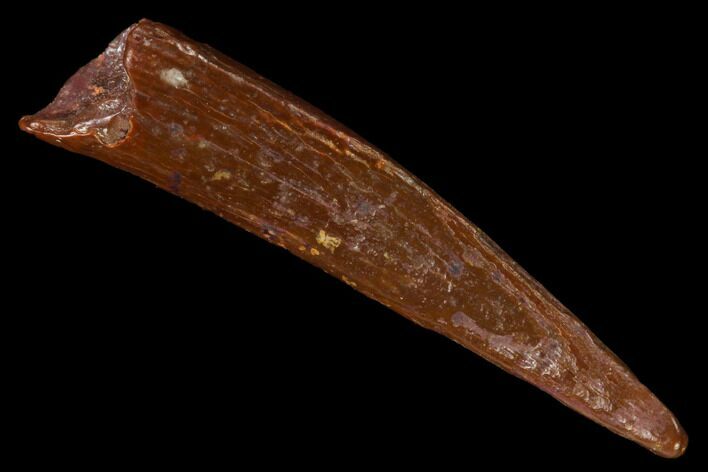 Fossil Pterosaur (Siroccopteryx) Tooth - Morocco #167122